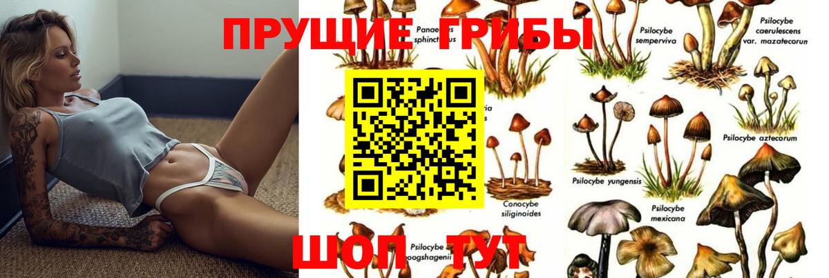 купить наркоту  Вход с VPN  Гулькевичи  Галлюциногенные грибы Psilocybine cubensis 